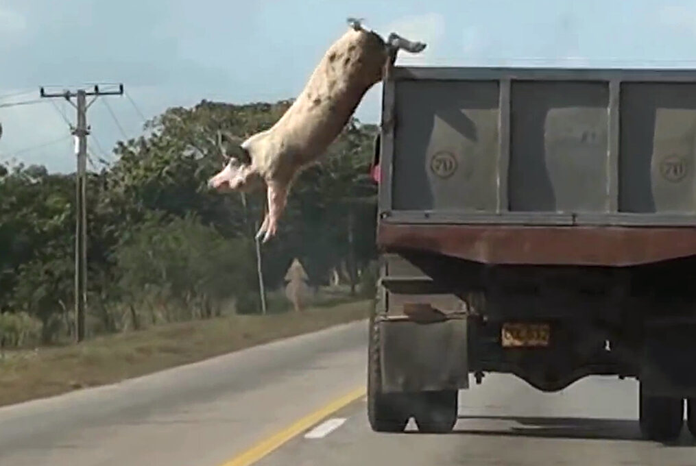 WHY LOOK AT ANIMALS?